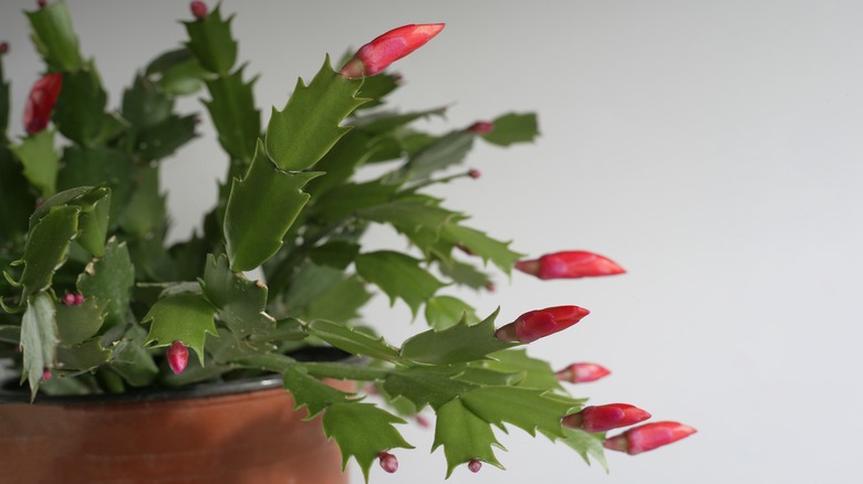 Schlumbergera truncata Thanksgiving cactus