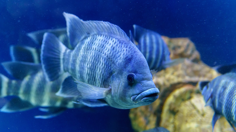 Tillapia fish in aquarium