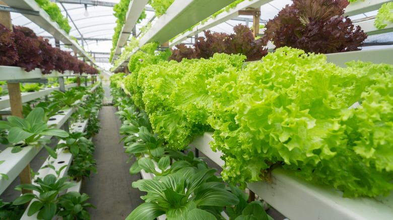 Vegetables growing in aquaponic garden