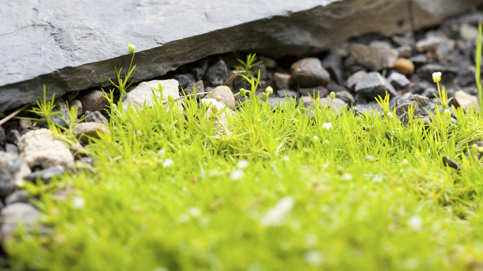 How to Grow and Care for Scotch Moss