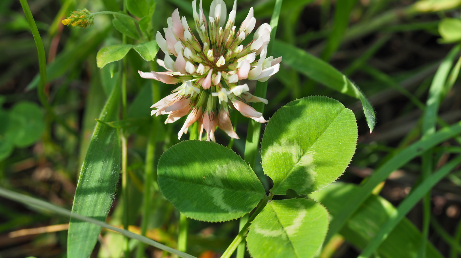 Shamrocks and Four-Leaf Clovers: What's the Difference?