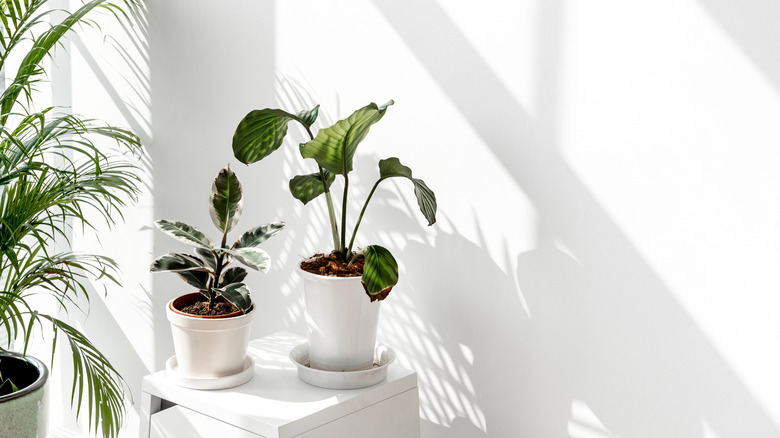 White wall by window and plants