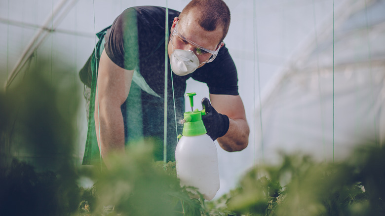 man spraying plants in mask