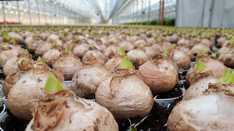 Easter lily bulbs in greenhouse