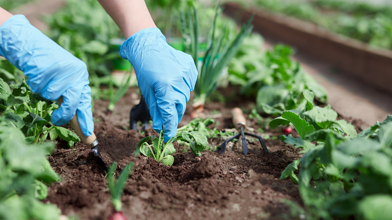 person planting a garden