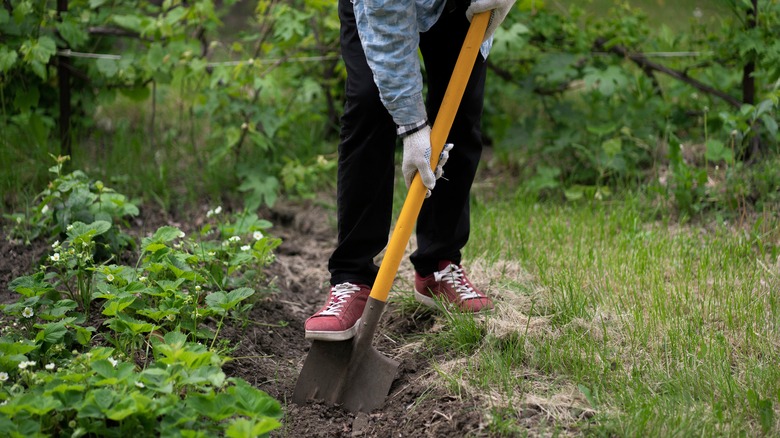 gardener digging in garden