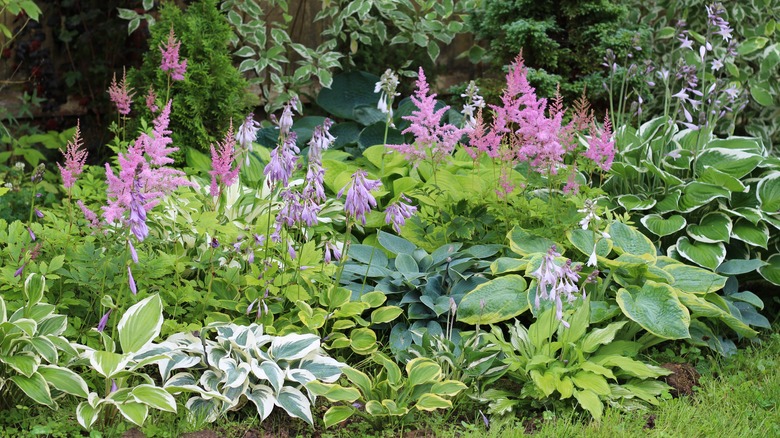 shade garden with astilbes