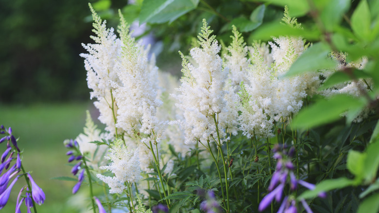 white astilbe in full bloom