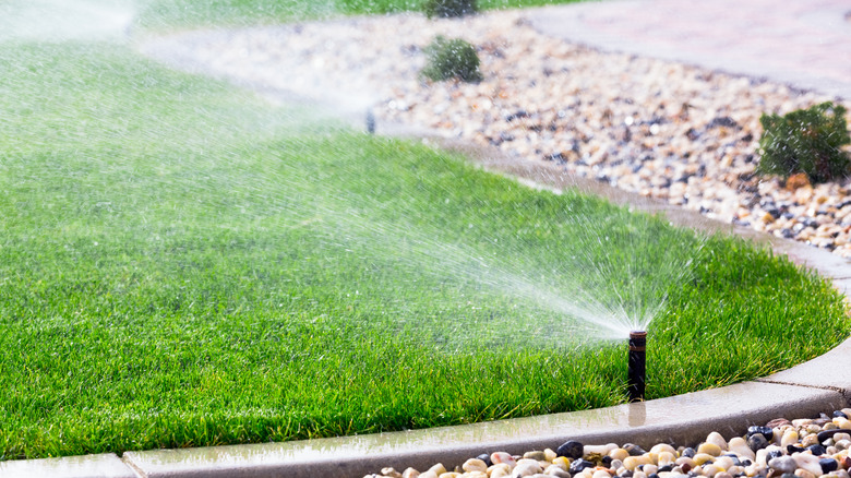 gardener spraying newly seeded lawn