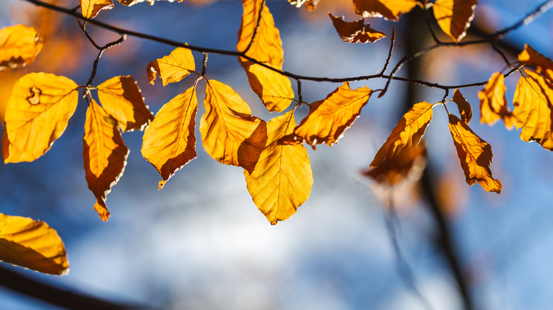 tree with dehydrated leaves