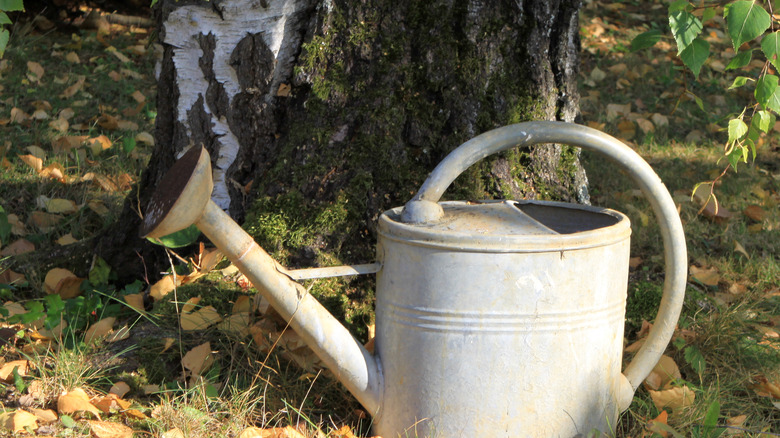 tree trunk with watering can