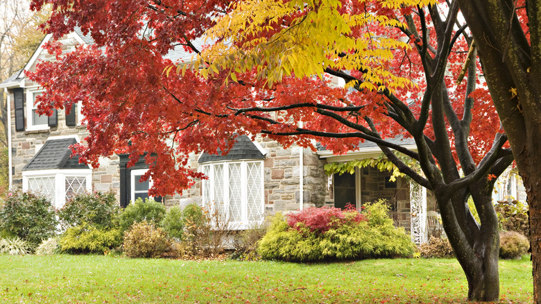 house and maple tree in autumn