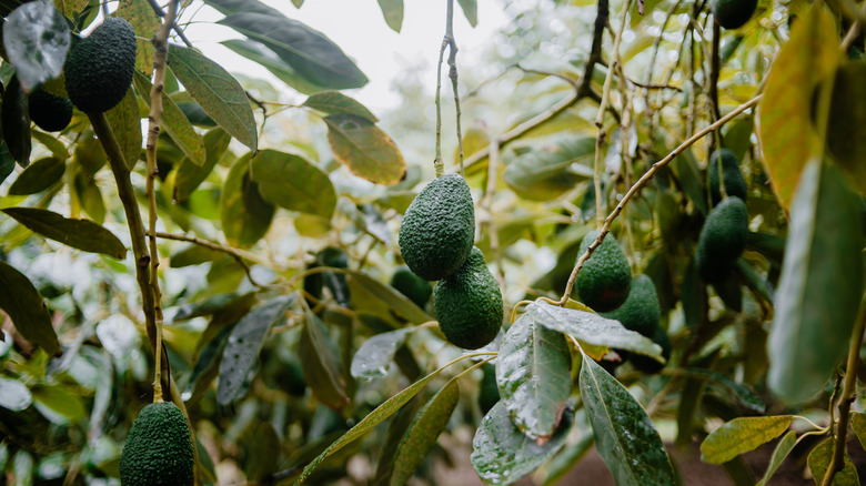 Avocado fruits hanging from a tree