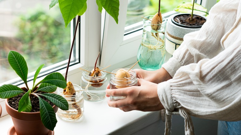 Avocado seeds with growing sprouts