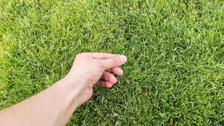 person testing the grass blades