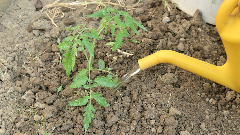 Watering plants with graywater