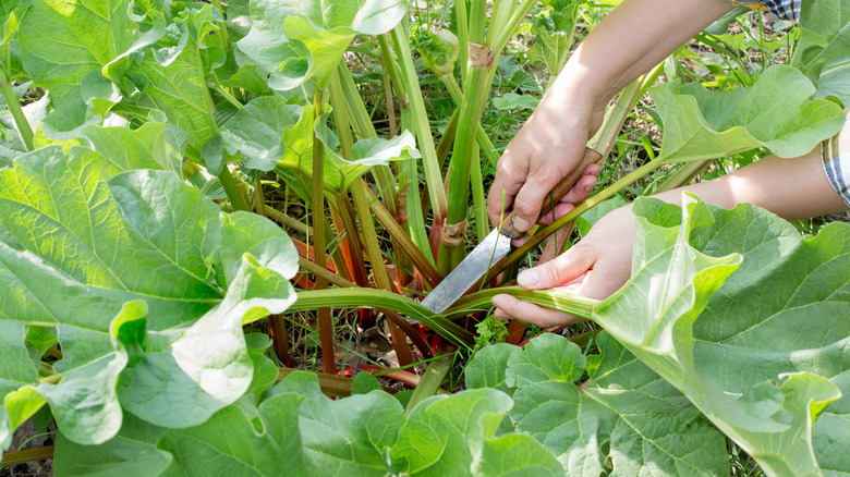 Rhubarb plant being harvested