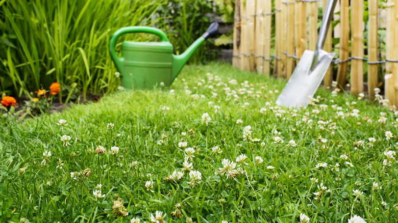 Blooming green clover lawn