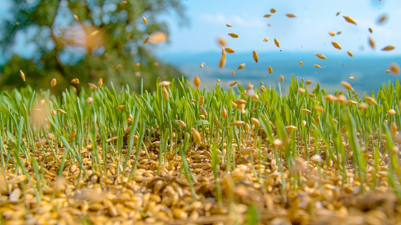 seeds falling onto grass