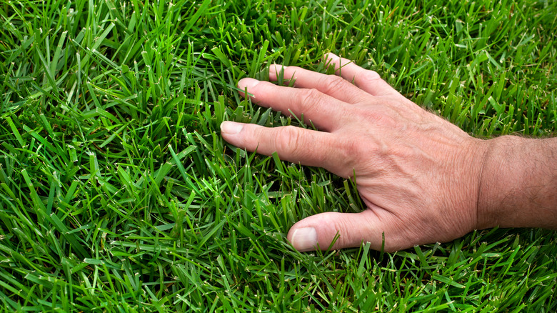 hand touching grass