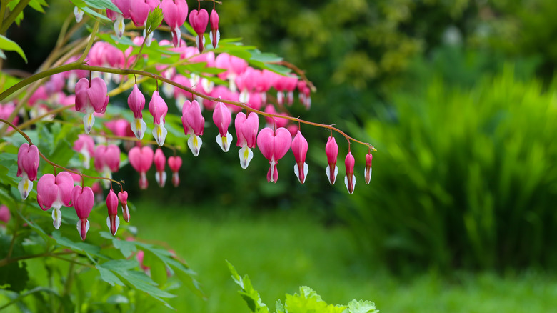 bleeding heart blooms