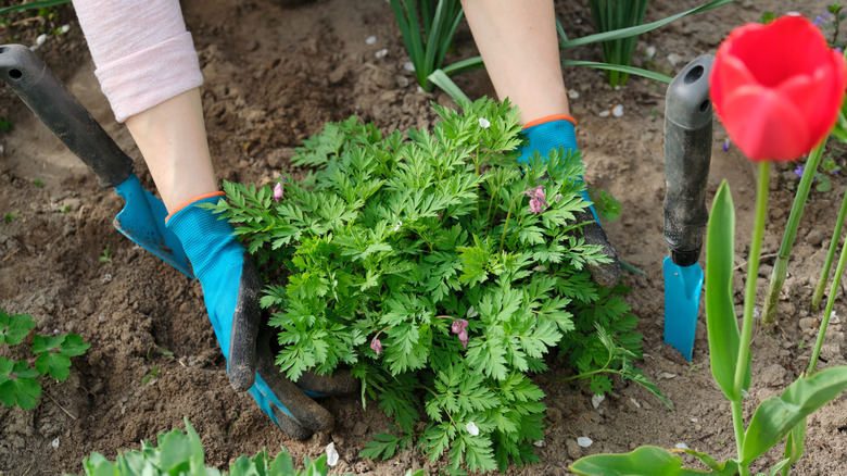 woman planting bleeding heart