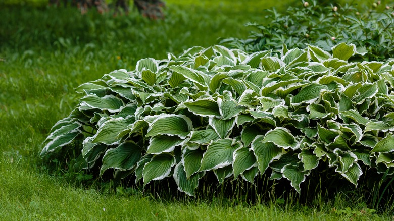 crowded hostas in garden