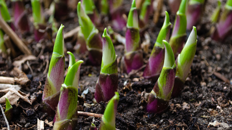 young hosta shoots in spring