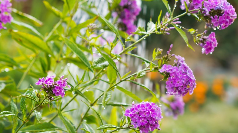 Phlox in garden