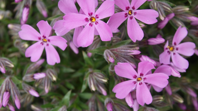 Phlox plant with pink flowers