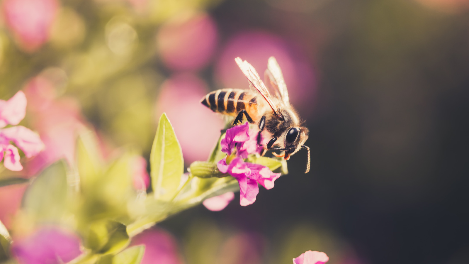 When Is The Best Time To Plant The Mexican Heather, A Pollinator Magnet?