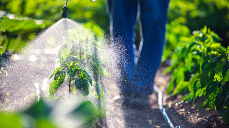 Applying herbicide to garden