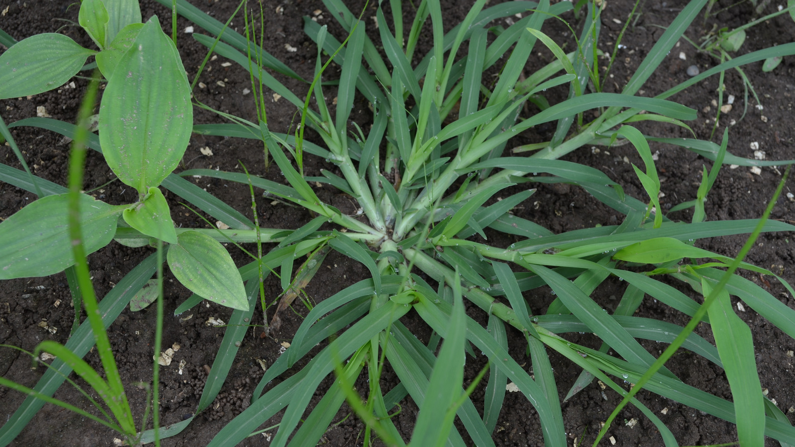 When Is The Best Time To Put Down Crabgrass Preventer?
