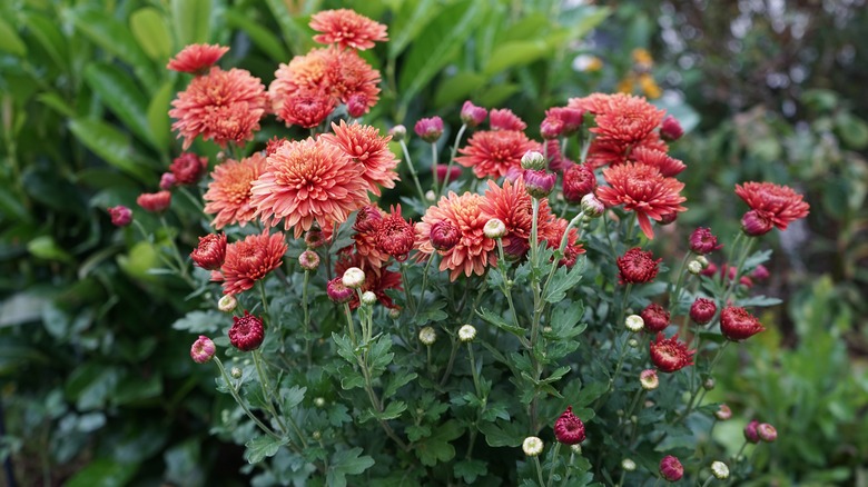 Red chrysanthemum blooms