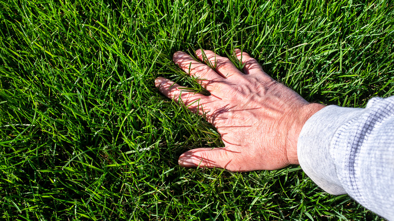A hand feeling grass