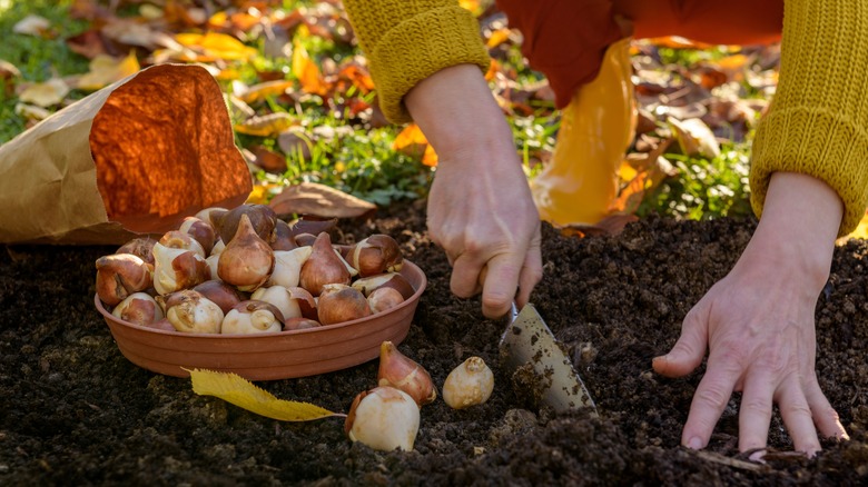 Planting tulip flower bulbs