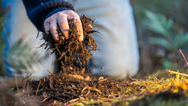 Hand full of compost