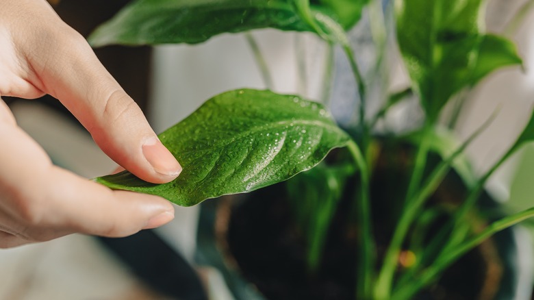 Person inspecting plant leaves