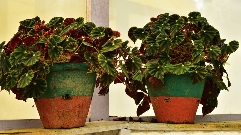 Rex begonia potted