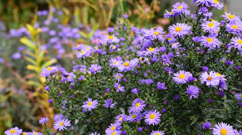 asters in the garden