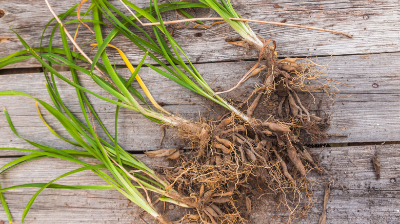 Daylily rhizomes on wood planks