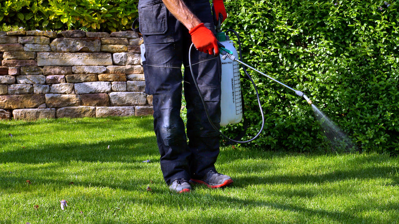 lawncare expert spraying grass