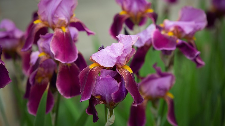Iris flowers with raindrops