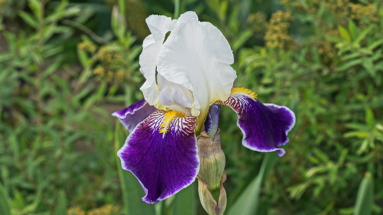 Purple and white iris