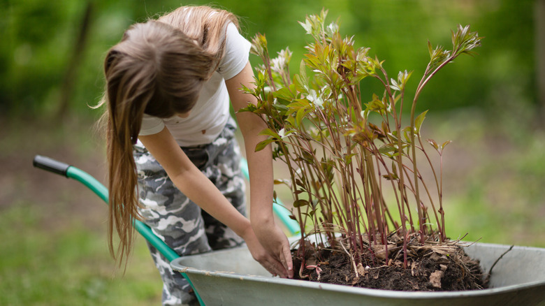 person tending to transplanted peonies