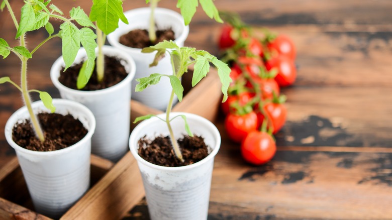 Small tomato plants