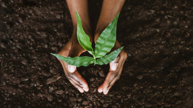 Hands with small plant