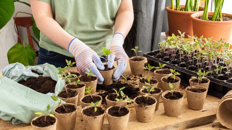 gardener starting seeds in home