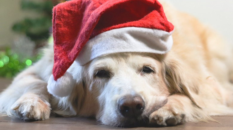 tired dog in santa hat