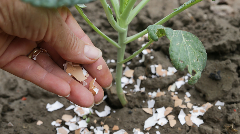 scattering eggshells around plant